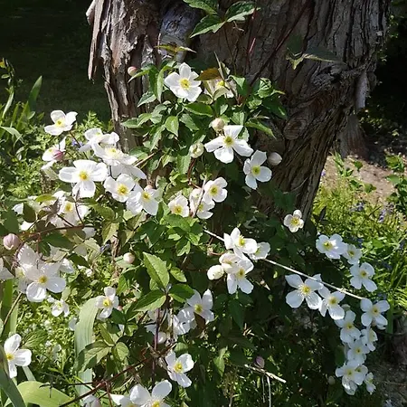 Le Exotique Du Lutin Many & Son Bain Nordique 別荘 *